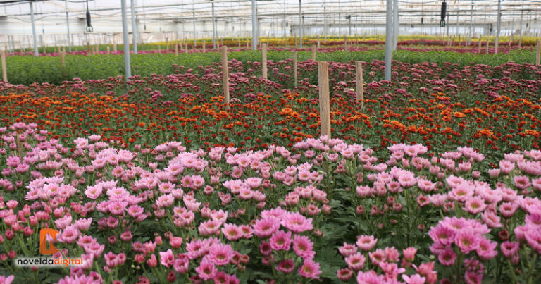 Recordando a través de las flores