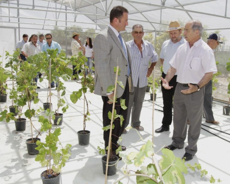 La D.O. Uva del Vinalopó clona plantas seleccionadas para mejorar la calidad del producto