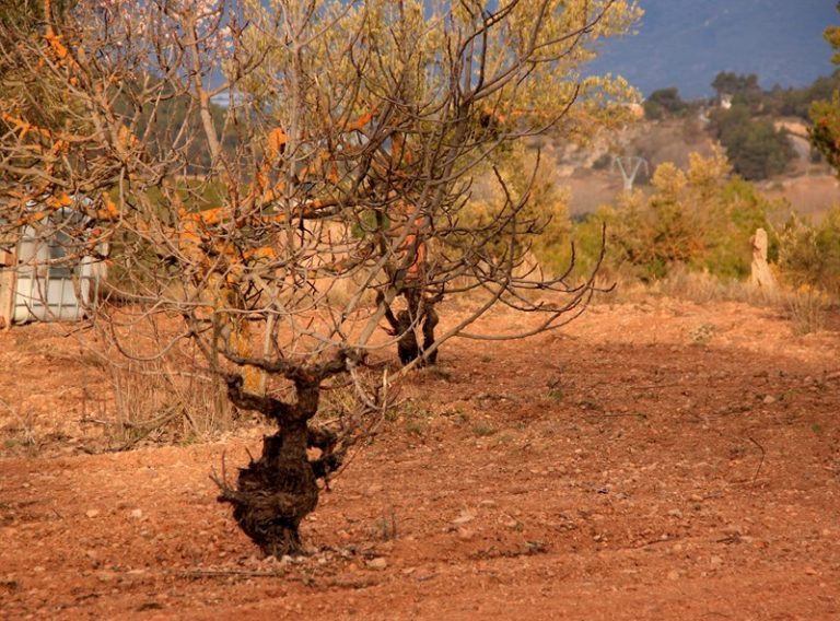 Salida al nacimiento del Río Vinalopó
